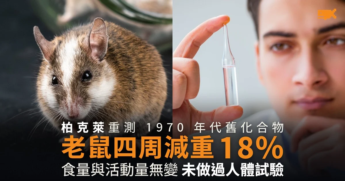 減肥新藥 TOFA 老鼠四周減重 18% 食量不變