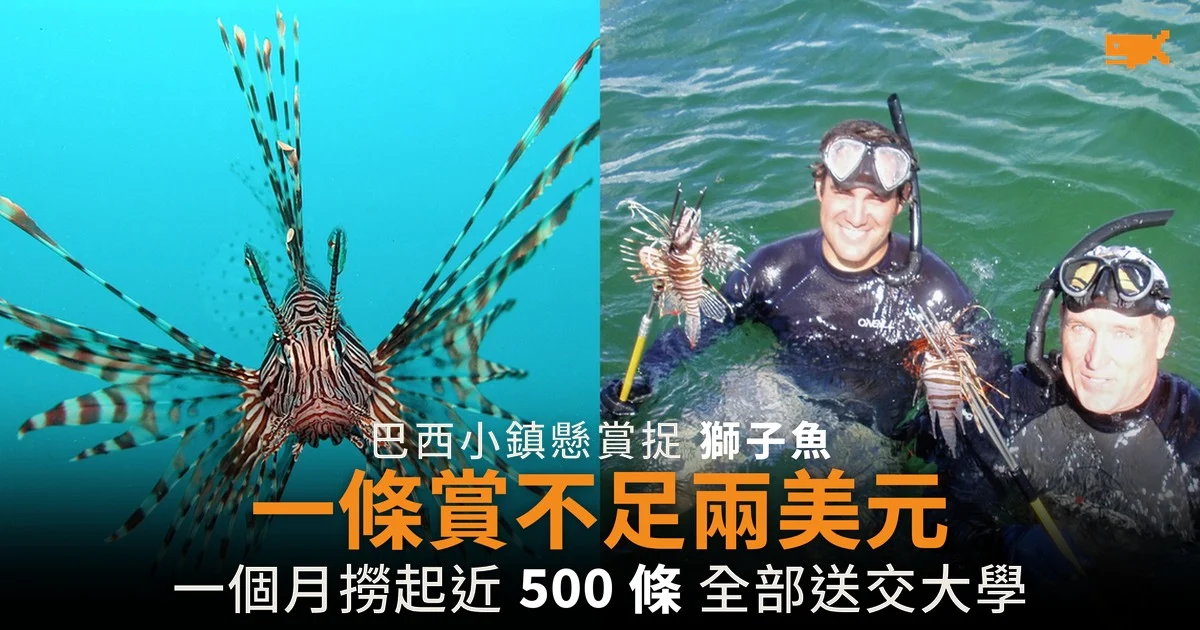 巴西小鎮懸賞捉獅子魚 一條賞不足兩美元