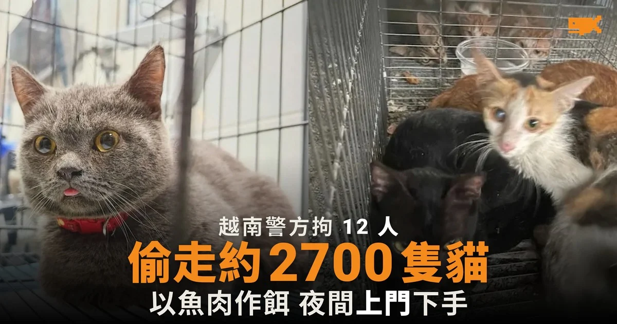 越南警方拘 12 人 涉偷約 2700 隻貓賣作食用